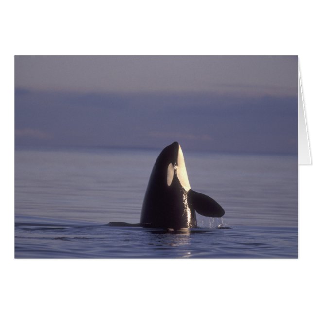 Spyhopping Orca Killer Whale (Orca Orcinus) in der (Vorderseite (Horizontal))