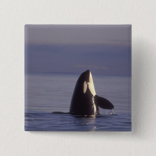 Spyhopping Orca Killer Whale (Orca Orcinus) in der Button