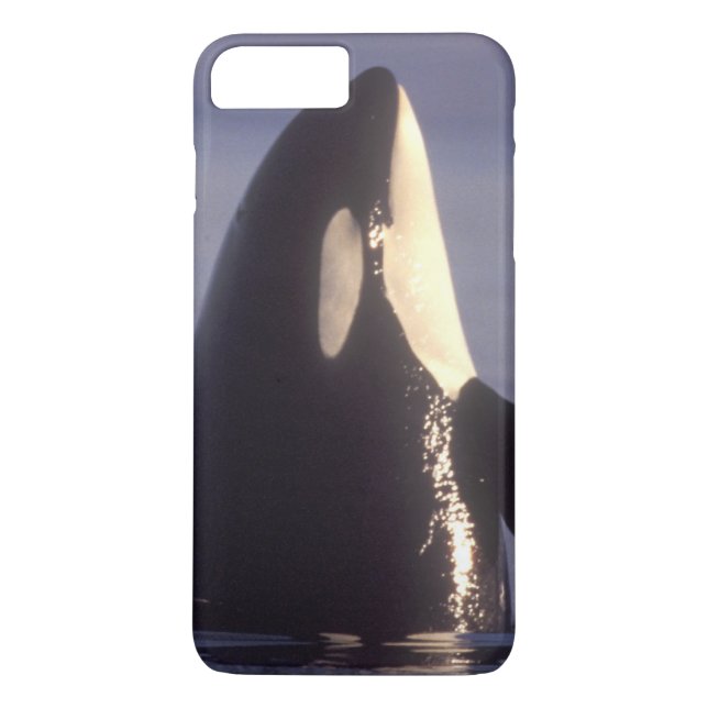 Spyhopping Orca Killer Whale (Orca Orcinus) in der Case-Mate iPhone Hülle (Rückseite)