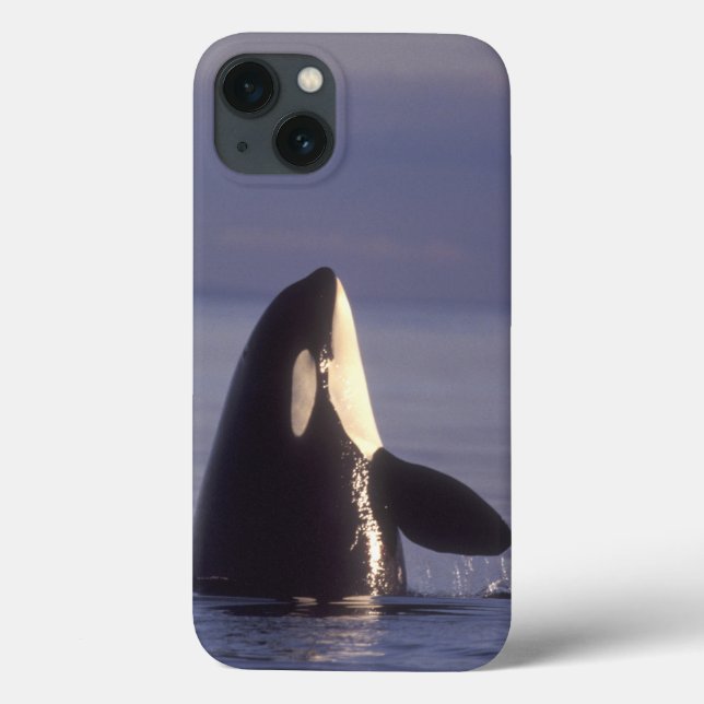 Spyhopping Orca Killer Whale (Orca Orcinus) in der Case-Mate iPhone Hülle (Rückseite)
