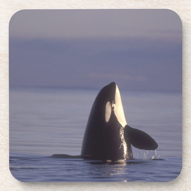 Spyhopping Orca Killer Whale (Orca Orcinus) in der Getränkeuntersetzer (Vorderseite)