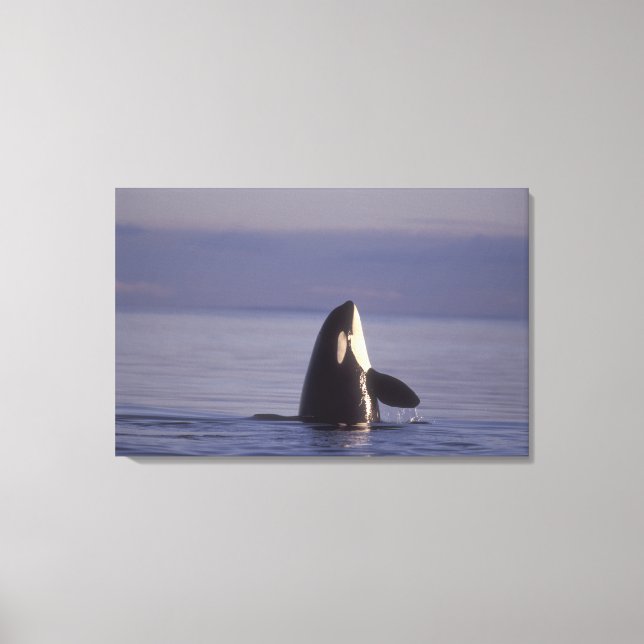Spyhopping Orca Killer Whale (Orca Orcinus) in der Leinwanddruck (Vorderseite)