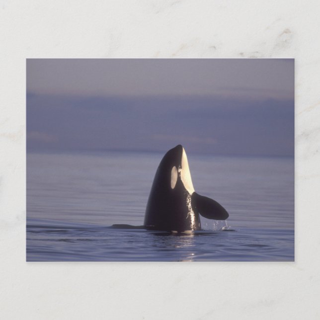 Spyhopping Orca Killer Whale (Orca Orcinus) in der Postkarte (Vorderseite)