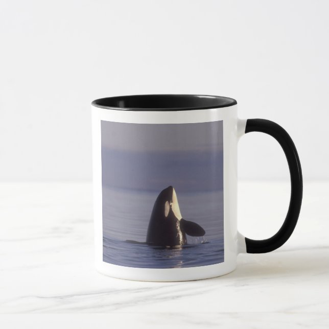 Spyhopping Orca Killer Whale (Orca Orcinus) in der Tasse (Rechts)
