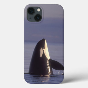 Spyhopping Orca Killer Whale (Orca orcinus) near Case-Mate iPhone Hülle