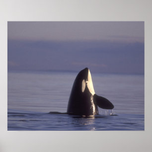 Spyhopping Orca Killer Whale (Orca orcinus) near Poster