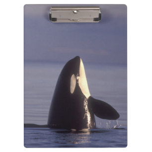 Spyhopping Orca Schwertwal (Orca orcinus) in der N Klemmbrett