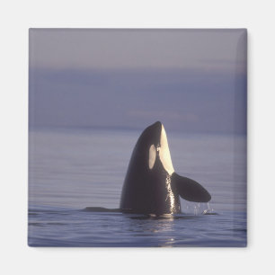 Spyhopping Orca Schwertwal (Orca orcinus) in der N Magnet