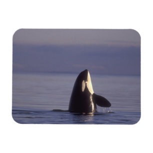 Spyhopping Orca Schwertwal (Orca orcinus) in der N Magnet