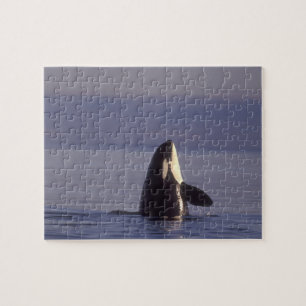 Spyhopping Orca Schwertwal (Orca orcinus) in der N Puzzle