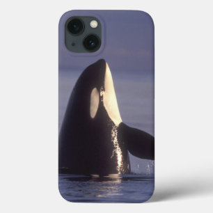 Spyhopping Orca Schwertwal (Orca orcinus) nahe Case-Mate iPhone Hülle