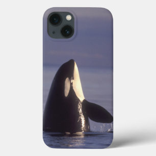Spyhopping Orca Schwertwal (Orca orcinus) nahe Case-Mate iPhone Hülle