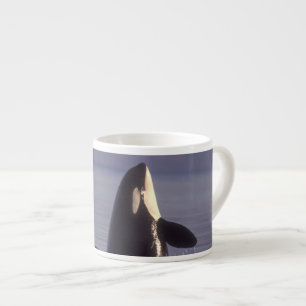 Spyhopping Orca Schwertwal (Orca orcinus) nahe Espressotasse