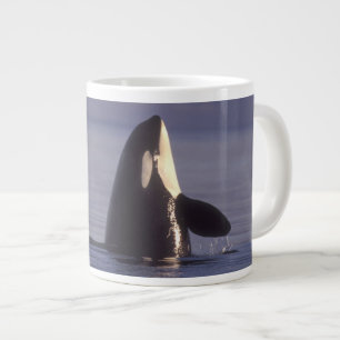 Spyhopping Orca Schwertwal (Orca orcinus) nahe Jumbo-Tasse