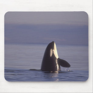 Spyhopping Orca Schwertwal (Orca orcinus) nahe Mousepad