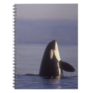 Spyhopping Orca Schwertwal (Orca orcinus) nahe Notizblock