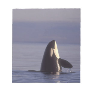 Spyhopping Orca Schwertwal (Orca orcinus) nahe Notizblock