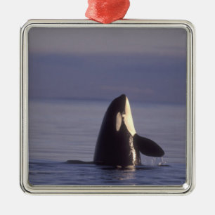 Spyhopping Orca Schwertwal (Orca orcinus) nahe Ornament Aus Metall