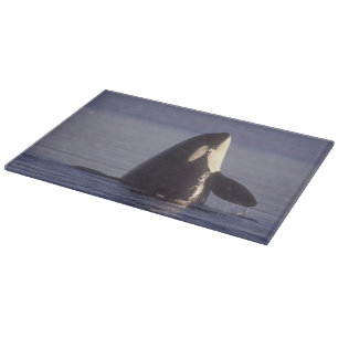 Spyhopping Orca Schwertwal (Orca orcinus) nahe Schneidebrett