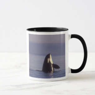 Spyhopping Orca Schwertwal (Orca orcinus) nahe Tasse