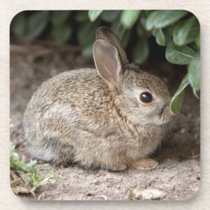 Square Bunny Getränkeuntersetzer