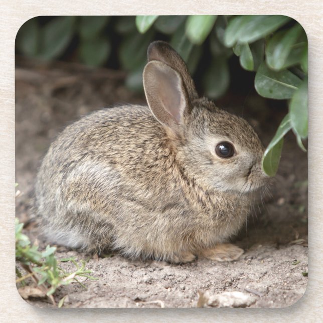 Square Bunny Getränkeuntersetzer (Vorderseite)