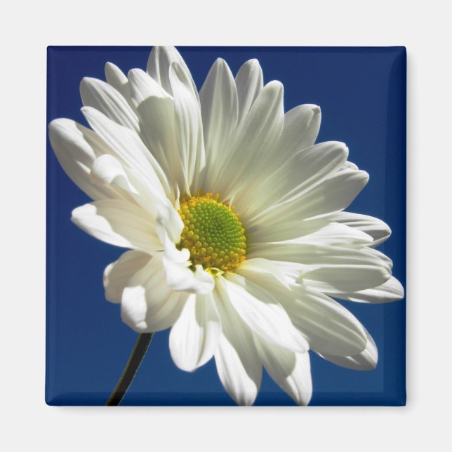 Square Daisy Magnet (Vorne)