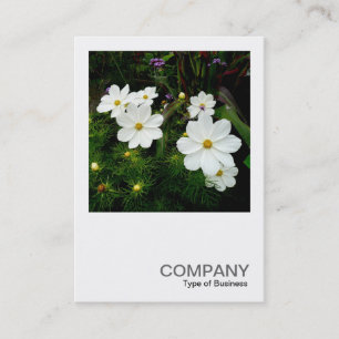 Square Foto 0159 - White Cosmos Blume Visitenkarte