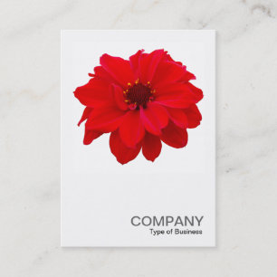 Square Foto 0160 - Dahlia, Bischof von Llandaff Visitenkarte