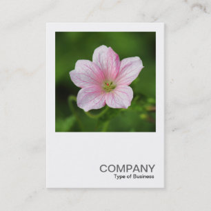 Square Foto 0419 - Geranium Visitenkarte