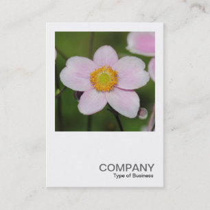 Square Foto 0489 - Pink Anemone Visitenkarte