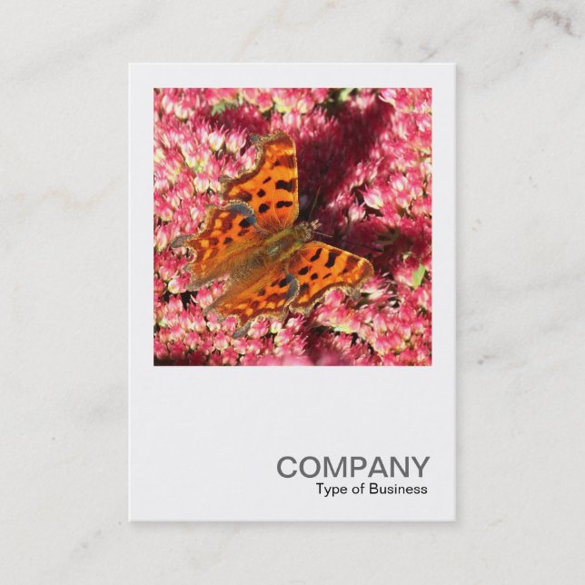 Square Foto 0553 - Comma Butterfly on Sedum Visitenkarte (Vorderseite)