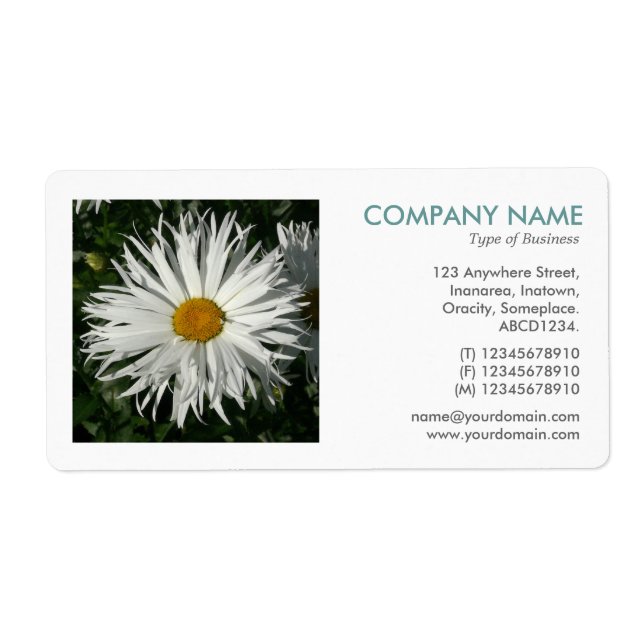 Square Foto - Candytuft Daisy (Vorne)