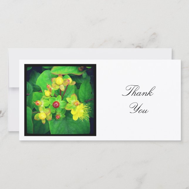 Square Foto - Hypericum Dankeskarte (Vorderseite)