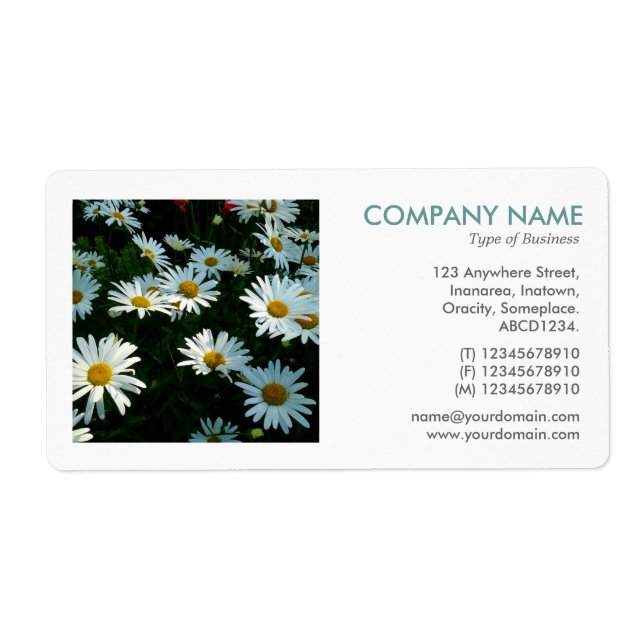 Square Foto - Shasta Daisies (Vorne)