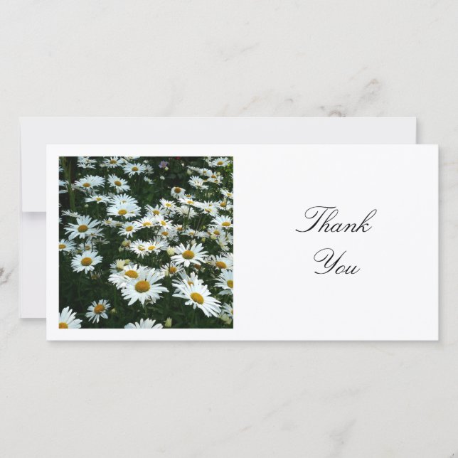 Square Foto - Shasta Daisies Dankeskarte (Vorderseite)