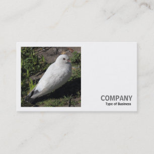 Square Foto (v2) - Weißes Taube Visitenkarte