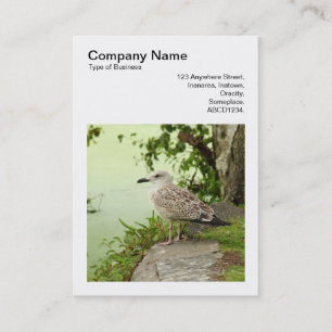 Square Foto (v3) - Female Gull Visitenkarte