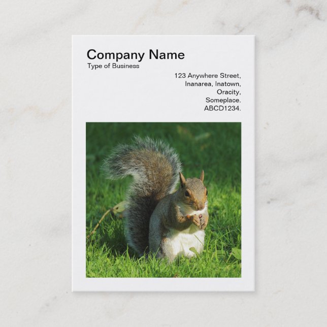 Square Foto (v3) - Gray Squirrel Eating Nuts Visitenkarte (Vorderseite)