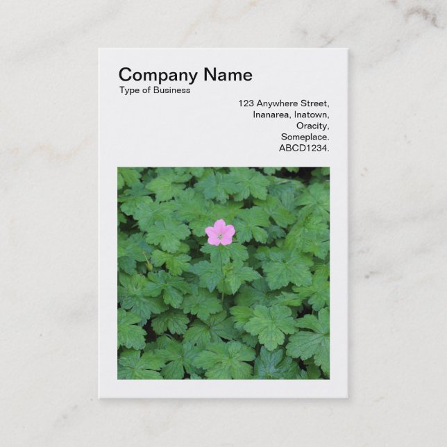 Square Foto (v3) - Lone Geranium Visitenkarte (Vorderseite)