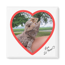 Square Lizard Liebe Magnet