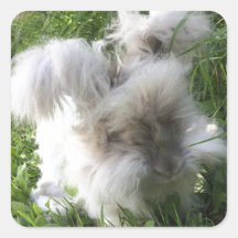 Square Stickers - English Angora Rabbit "Bradley"