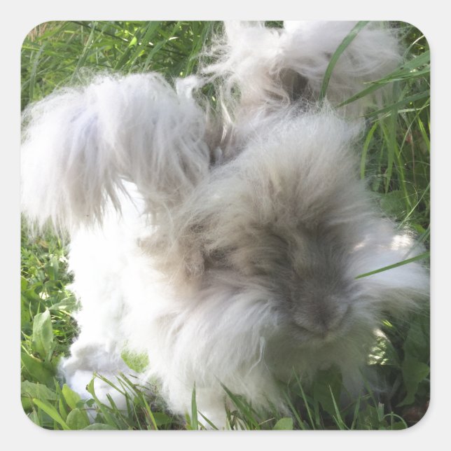 Square Stickers - English Angora Rabbit "Bradley" (Vorderseite)