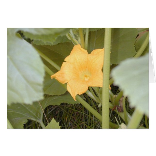 Squash-Blossom-Karte (Vorderseite (Horizontal))