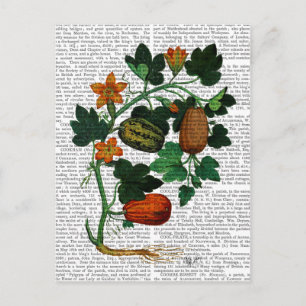 Squash Vine 1 Postkarte