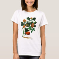 Squash Vine 1