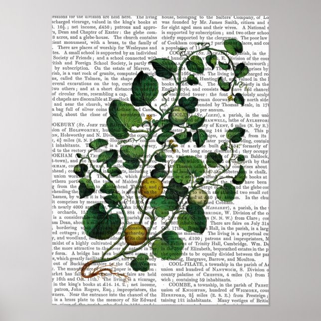 Squash Vine 4 Poster (Vorne)