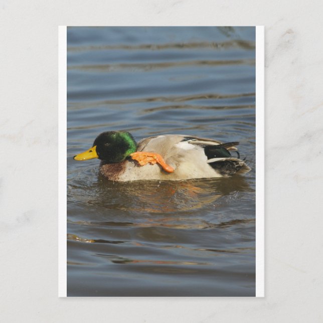 Squeaky Postkarte (Vorderseite)