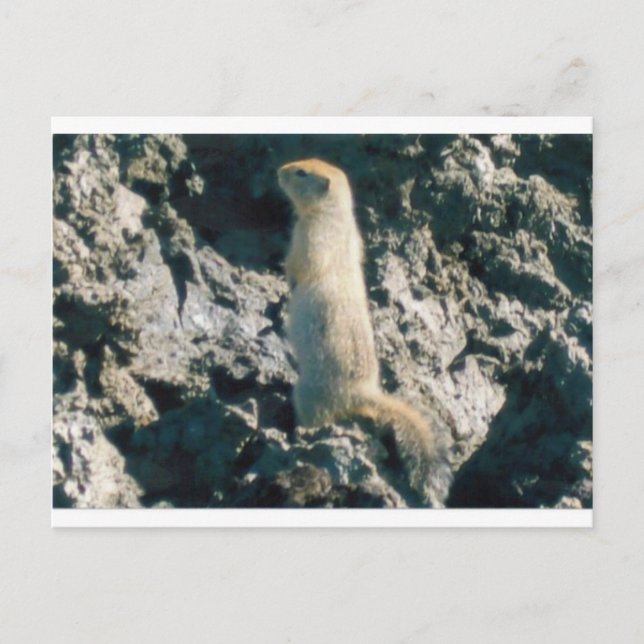 SQUIRREL (2) POSTKARTE (Vorderseite)