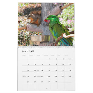 Squirrel Calendar 2022 Kalender